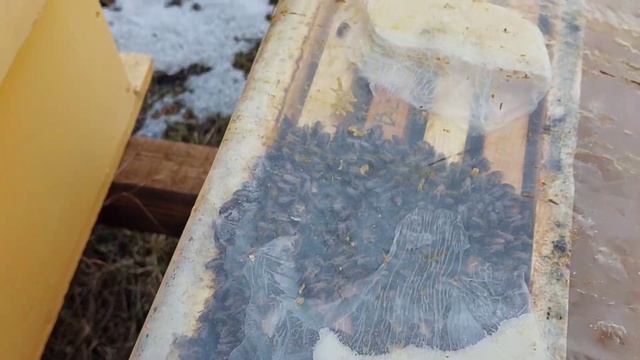 Это надо сделать до весеннего облета пчел. смотреть онлайн