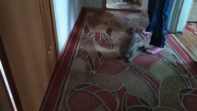 Хищник Откуда столько энергии смотреть онлайн