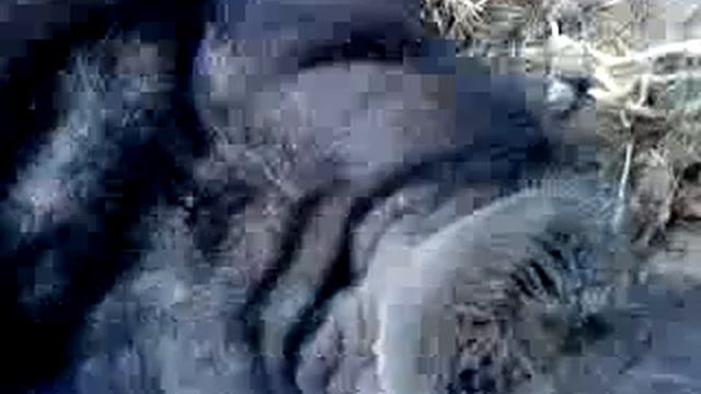 Польская хрюшка спит смотреть онлайн