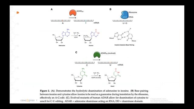 №3 "Генная терапия глазных заболеваний" смотреть онлайн