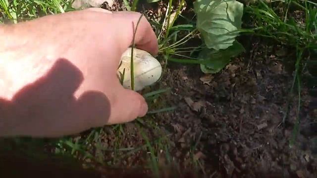 Meadow Mushroom/Horse Mushroom