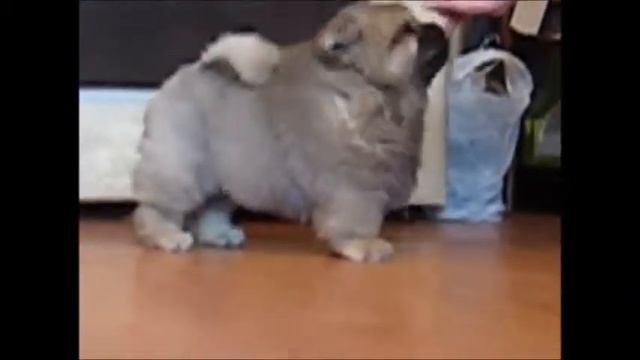 Black Kindom Terrakota смотреть онлайн