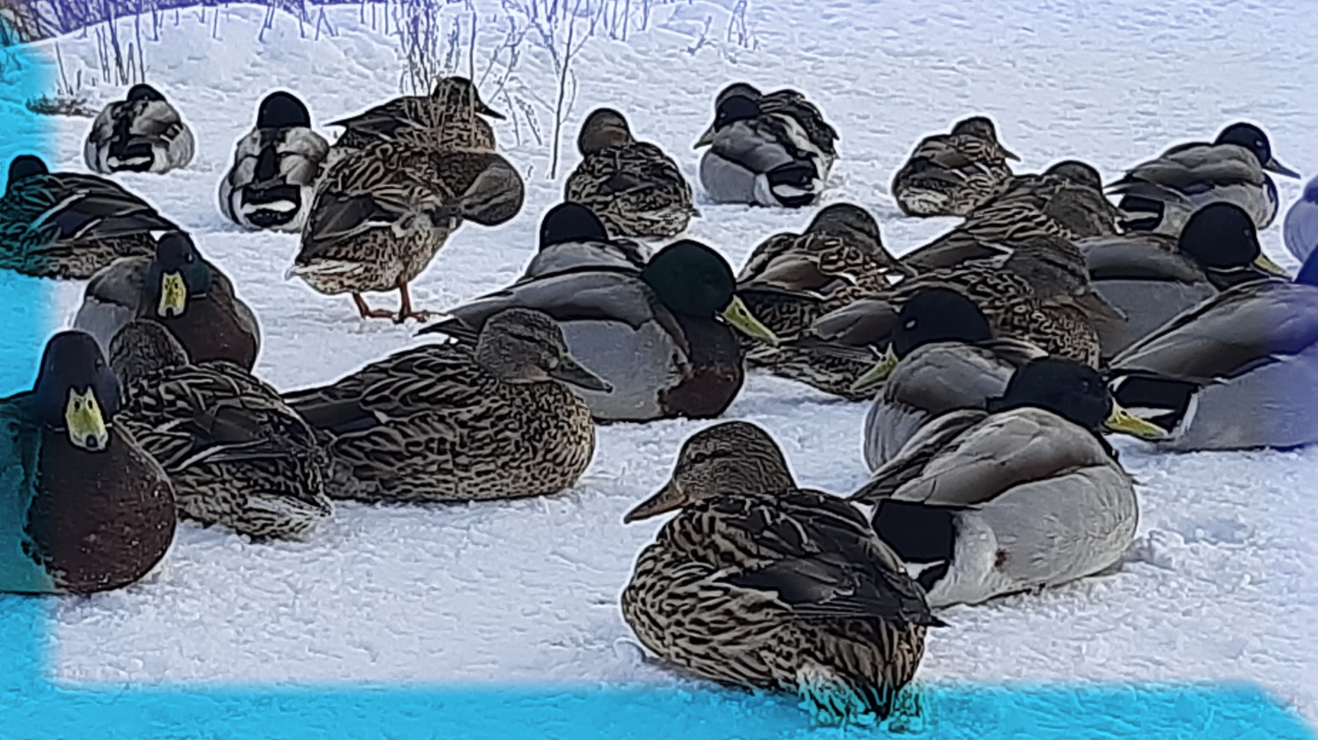 Я ИМ ПРЕДЛОЖИЛ СЫРУЮ КАРТОШКУ, НО ЧТО БЫЛО ПОТОМ.... Кормление УТОК Зимой на Ушайке. смотреть онлайн
