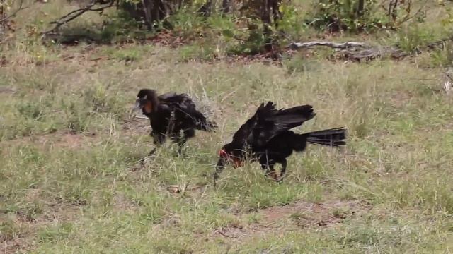 Ground Hornbill with large snake in Kruger National Park смотреть онлайн
