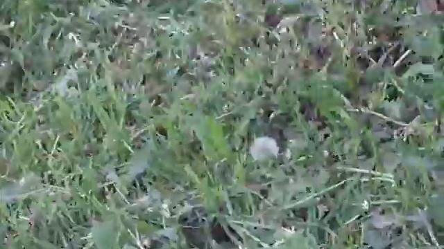 Серый полосатый кот!!! 31.05.2014 смотреть онлайн