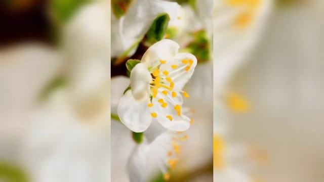 МЫ УВИДИМ, КАК НАША ЗЕМЛЯ ПРЕВРАТИТСЯ В СОДОМ И ГОМОРРУ.СВЯТОЙ ПРОРОК КОСМА ЭТОЛ смотреть онлайн