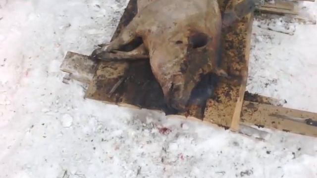 Кармал смотреть онлайн