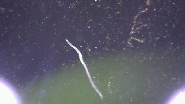 на стенке аквариума смотреть онлайн