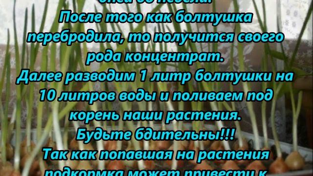 Как удобрять куриным пометом смотреть онлайн