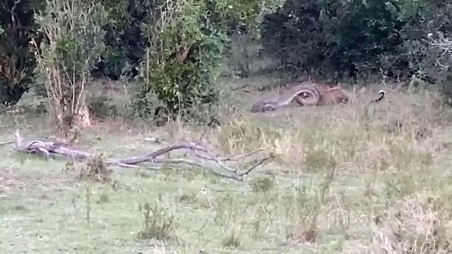 Python's Hectic Day! Python Gets Angry When He Sees The Excited Lions смотреть онлайн