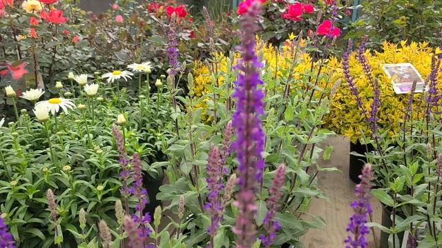 Salvia 'Caradonna' (Meadow Sage) // Fantastic, Tough, Hardy, Colorful & Easy to Grow Perennial. смотреть онлайн