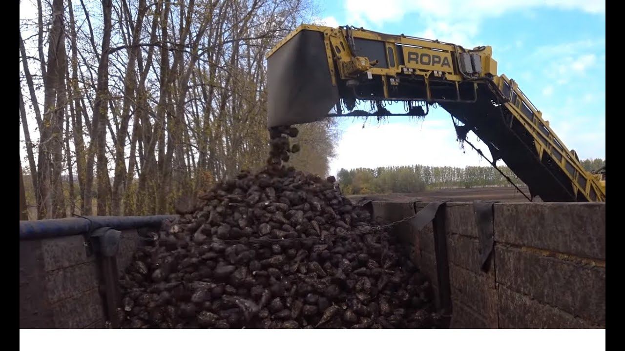 УБОРКА СВЕКЛЫ 2023 СЕРИЯ -2 ОПЯТЬ КОЛЕСО НА ПРИЦЕПЕ ВДРЕБЕЗГИ )))) смотреть онлайн