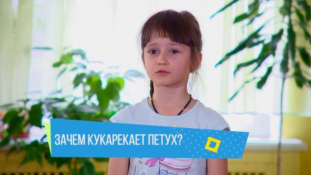 Хочу сказать! "Зачем кукарекает петух" смотреть онлайн