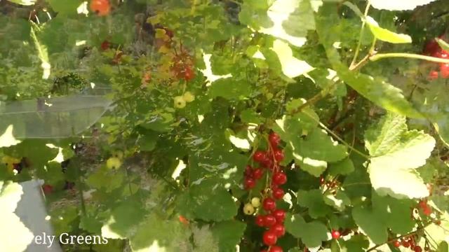 Edible Perennial Gardening - Plant Once, Harvest For Years