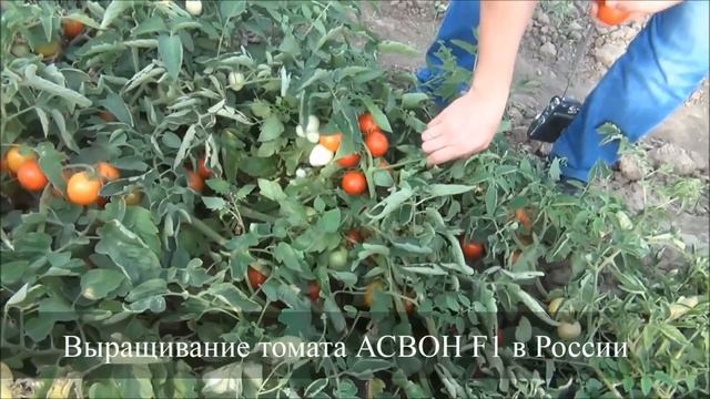 Семена Китано. Выращивание томата Асвон F1 смотреть онлайн