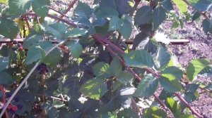 Выращивание ежевики / Как вырастить крупную садовую ежевику