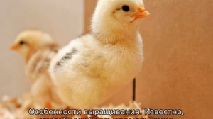 Бресс Галльская порода кур