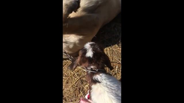 НЕМАЛАХОВ. ПУСТЬ НЕ ГВОРЯТ. ИСТОРИЯ ОДНОЙ ЛЮБВИ И НЕСЧАСТНОГО РЕБЕНКА. ЧАСТЬ 2 смотреть онлайн