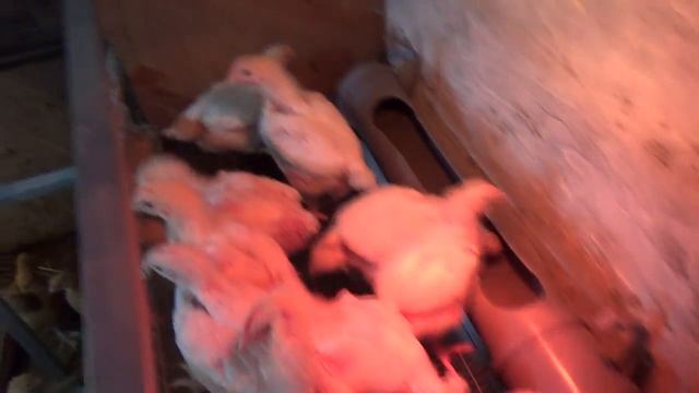 Клеточное содержание кур смотреть онлайн