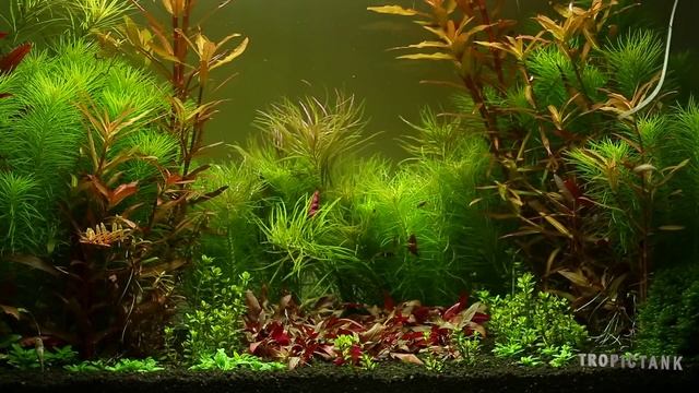 Alternanthera Reineckii 'Mini' And Nesaea Crassicaulis - Trimming