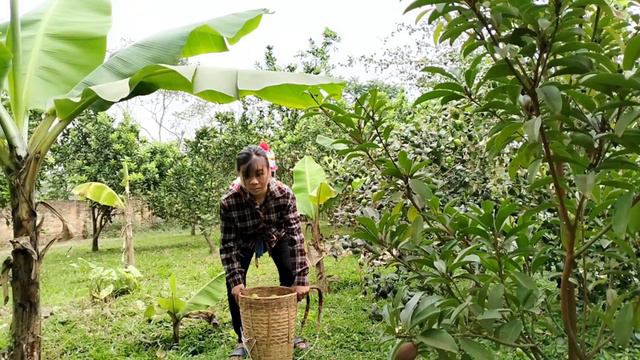 Single Mom 18 Year Old - Harvest Sweet Apple To Sell & Take Care Baby