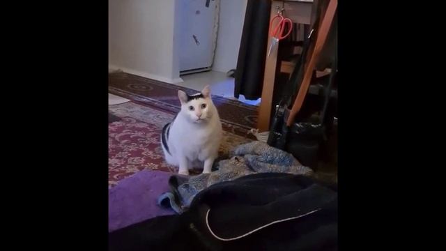 КОТ С ТИКТОКА | КОТ ДЛЯ ВИДЕО | ОРУЩИЙ КОТ | ЧЁРНО БЕЛЫЙ КОТ смотреть онлайн