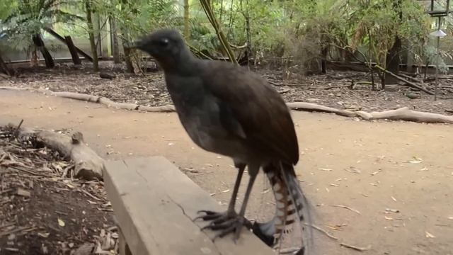 Lyrebird: The Best Songbird Ever! смотреть онлайн