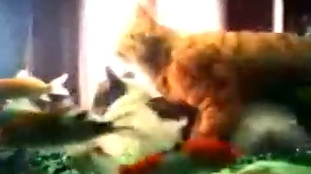Peta Bad Cats commercial смотреть онлайн