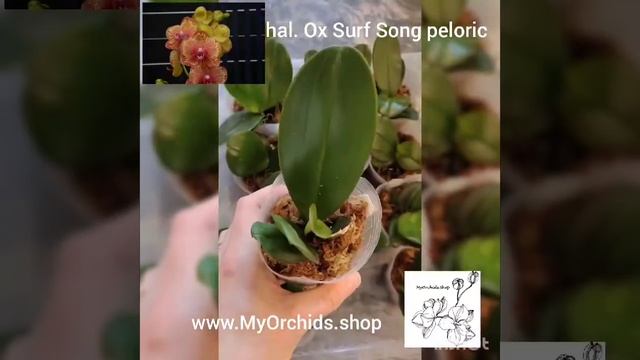 Phalaenopsis Ox Surf Song Peloric