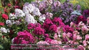 Флоксы однолетние: посадка и уход