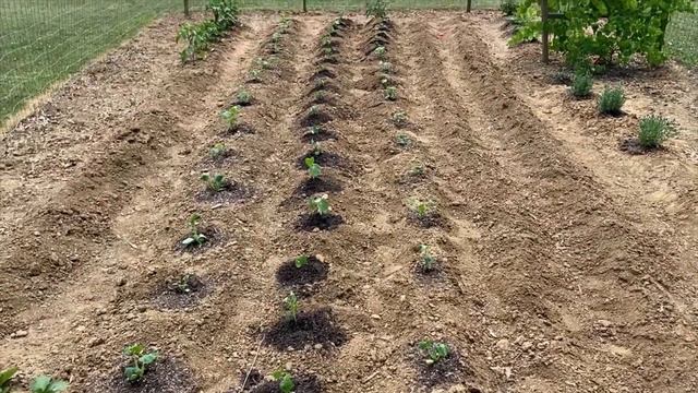 DIY Gardening for Beginners| Plant Growth| Squash| Peppers|chamomile| Lavender| Planting Seedlings смотреть онлайн
