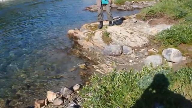 Европейский хариус