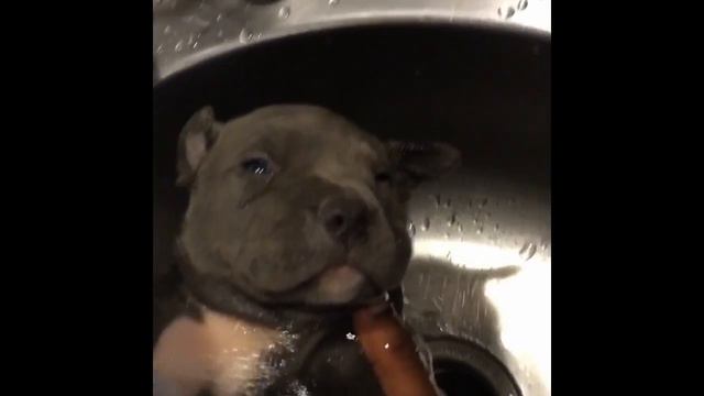 The biggest 2 week old blue XL bully Pitbull puppy ever! смотреть онлайн