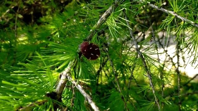 Как называется это дерево? смотреть онлайн