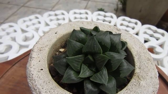 #Suculentadodia! | Haworthia Retusa
