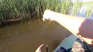 Ловля плотвы на Зимнюю удочку с лодки