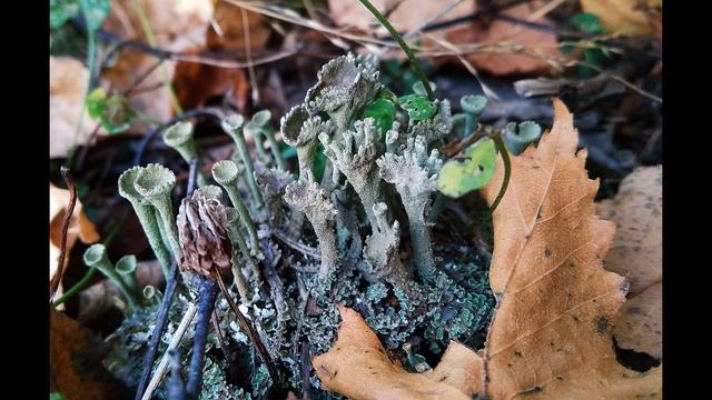 Ф Тютчев Как ни тяжёл последний час #философскаялирика #поэты19века смотреть онлайн