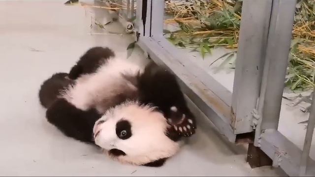 •🐼🤗Малюточка-панда/Московский зоопарк смотреть онлайн