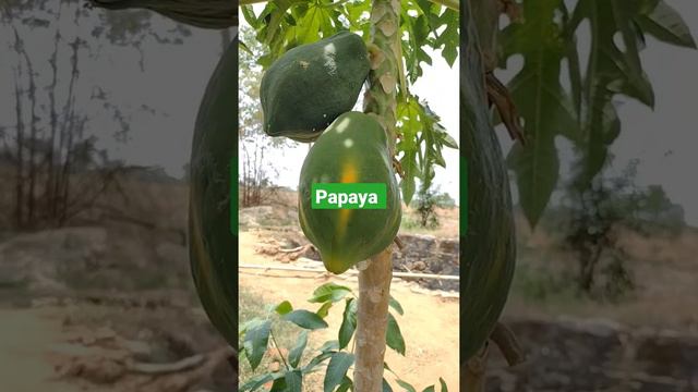 123 go#village #farmer my #fruit #farm #foodforest || my food 🥑🥝 #forest #green plant🍎🍊🥭🍍🍋🍌 смотреть онлайн