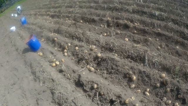 Брусника с экстримом, и как мы копаем картофель смотреть онлайн