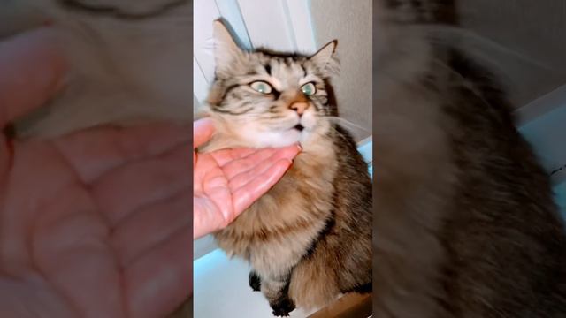 Вечно голодный Кот Диксон выпрашивает еду 😺 смотреть онлайн