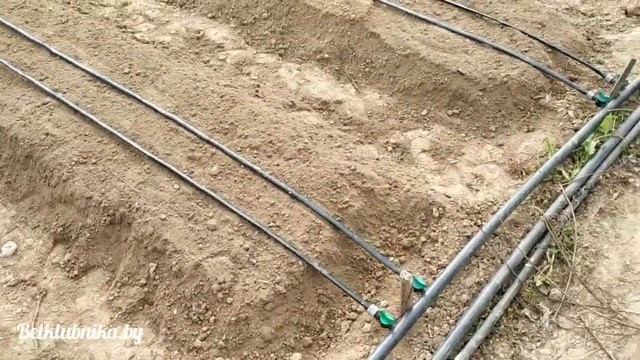 Клубника на высоких грядках(буграх). Пленка 25_30. Belklubnika.by.mp4 смотреть онлайн