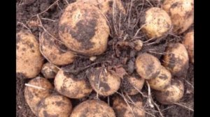 Картофель Метеор – первый среди  ранних!