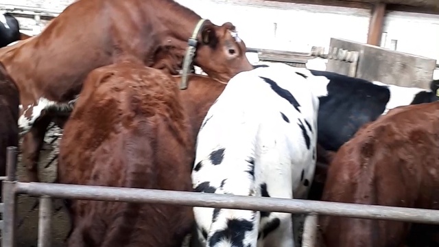 Чем занимаются коровы в свободное время 18+ смотреть онлайн