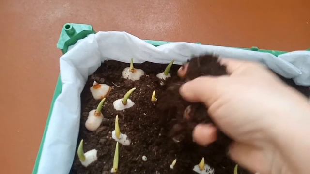 Тюльпан гулін отырғызу смотреть онлайн