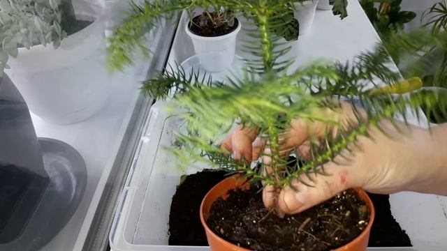 КОМНАТНЫЕ ЦВЕТЫ.НОВИНОЧКА. смотреть онлайн