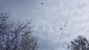 Голуби Пшонкина Игоря г  Мариуполь 23 02 2017