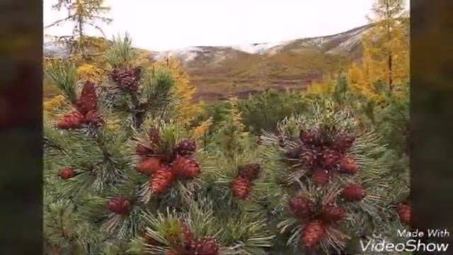 Сохраним природу вместе! смотреть онлайн