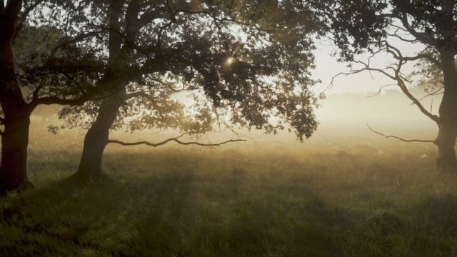 МЕДИТАЦИЯ ? на исполнение ЖЕЛАНИЯ. ИСПОЛНИ ЖЕЛАНИЕ за 1 ДЕНЬ ✨? смотреть онлайн