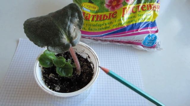 Как вырастить фиалку из листа? Советы и рекомендации смотреть онлайн